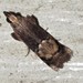 Lophothoracia orthozona - Photo (c) Dezmond Wells, μερικά δικαιώματα διατηρούνται (CC BY-NC), uploaded by Dezmond Wells