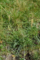 Plantago maritima serpentina