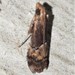 Cathyalia fulvella - Photo (c) Dezmond Wells, some rights reserved (CC BY-NC), uploaded by Dezmond Wells