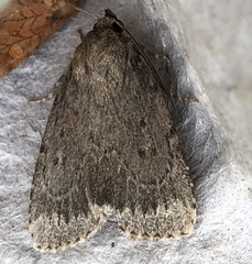 Amphipyra glabella