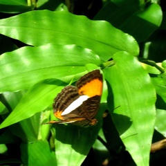 Adelpha cytherea