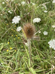Dipsacus fullonum