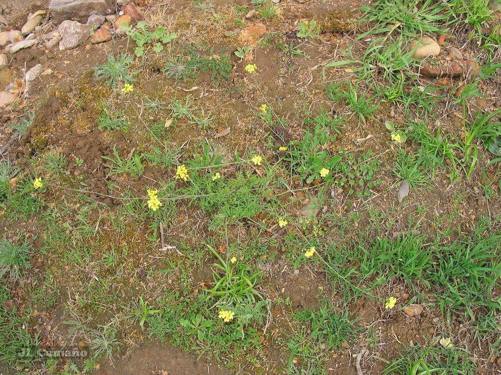 Diplotaxis catholica (Diplotaxis catholica)