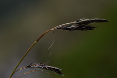 Carex frigida