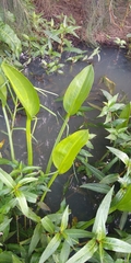 Sagittaria macrophylla
