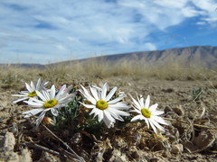 Townsendia mexicana