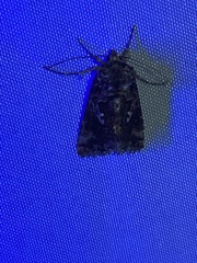 Syngrapha octoscripta