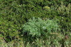 Molopospermum peloponnesiacum