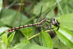 Ophiogomphus smithi