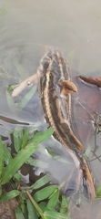 Platydoras armatulus