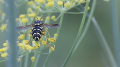 Xanthogramma pedissequum