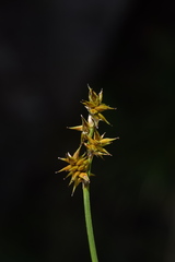 Stellulatae