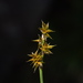 Carex stellulata - Photo (c) Giovanni Perico, some rights reserved (CC BY-NC), uploaded by Giovanni Perico