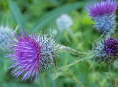 Cirsium edule