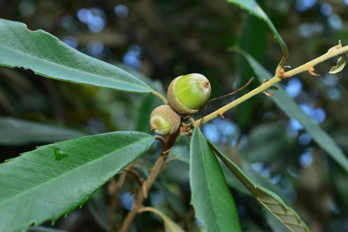 Quercus gilva