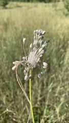 Allium podolicum
