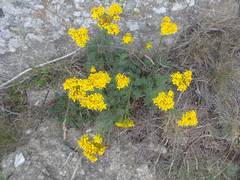 Jacobaea adonidifolia