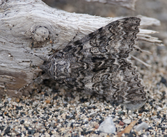 Catocala semirelicta