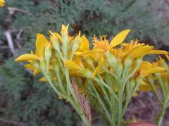 Jacobaea adonidifolia
