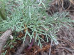 Jacobaea adonidifolia