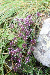 Thymus praecox polytrichus