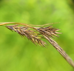 Carex frigida