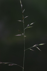 Festuca nigrescens