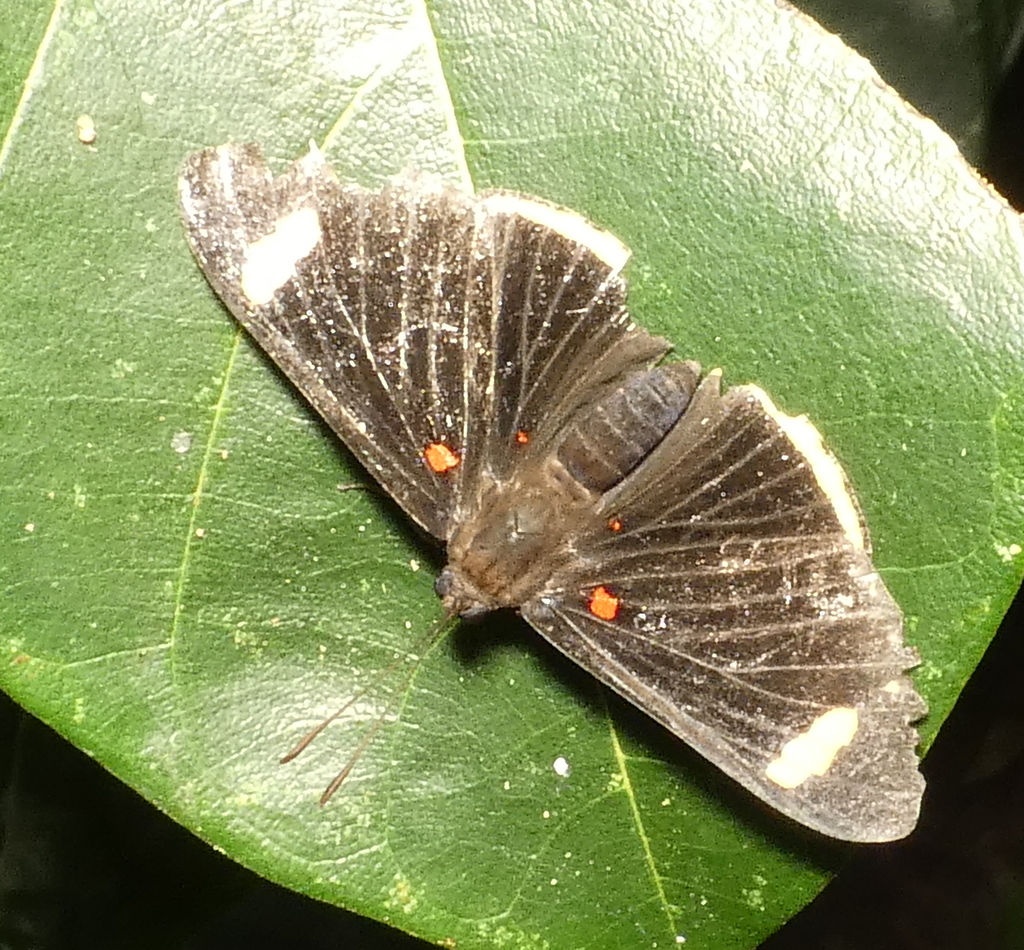 Melanis xenia
