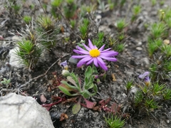 Astranthium ciliatum