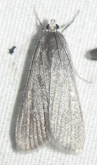 Parapoynx maculalis