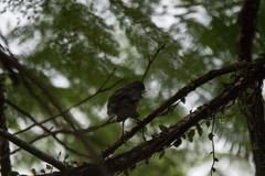 Turdus rufiventris
