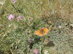 Argynnis niobe