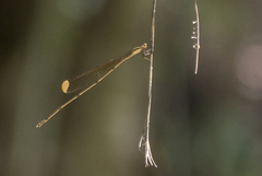 Mecistogaster ornata