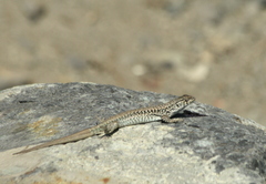 Liolaemus nigroviridis