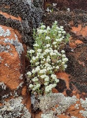 Scleranthus pungens