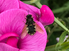 Stratiomys singularior