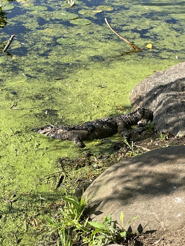 Alligator