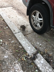 Nycticorax nycticorax