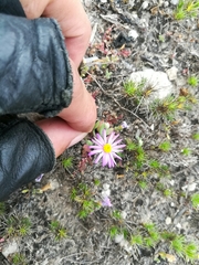 Astranthium ciliatum