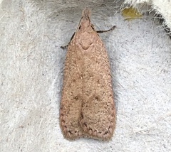 Dichomeris ventrellus