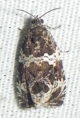 Olethreutes valdanum
