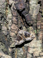 Hypena palparia