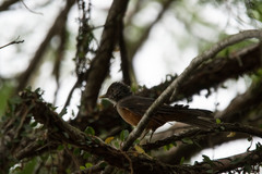 Turdus rufiventris
