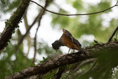 Turdus rufiventris