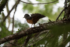 Turdus rufiventris