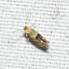 Bucculatrix coronatella