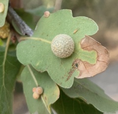 Cynips multipunctata