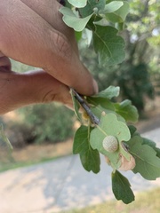 Cynips multipunctata