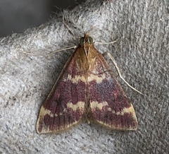 Pyrausta signatalis
