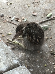 Nycticorax nycticorax